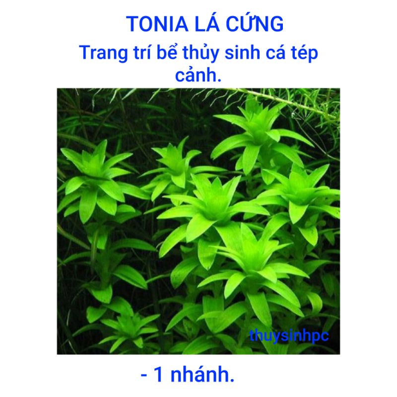 1 nhánh thủy sinh tonia lá cứng