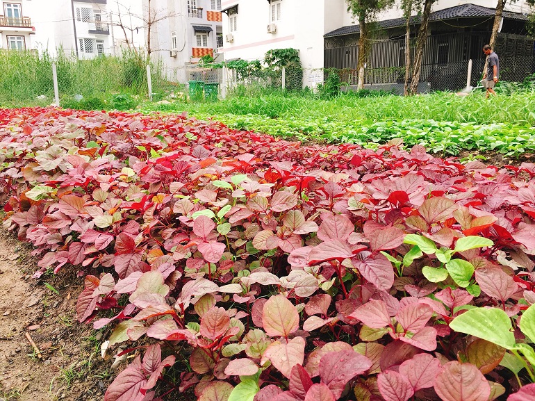 Hạt giống rau dền lá đỏ gói 20g