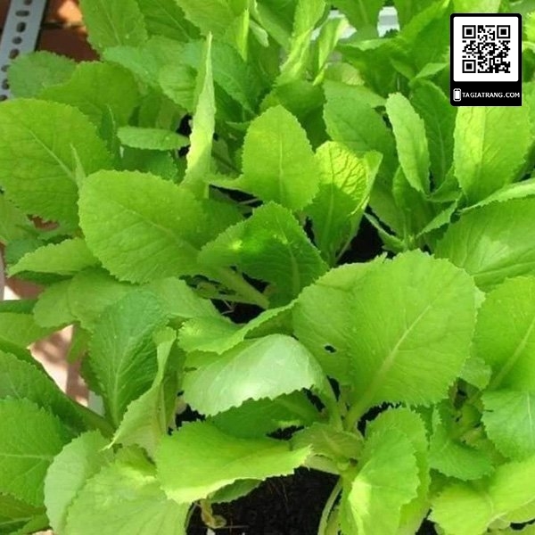 Hạt giống rau cải mơ lùn (cải mơ đăm)