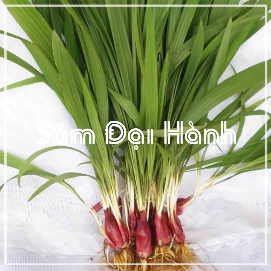 Sâm đại hành khô
