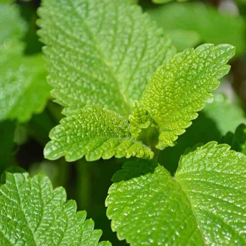 Hạt giống Bạc hà chanh (rau bạc hà Lemon Balm)