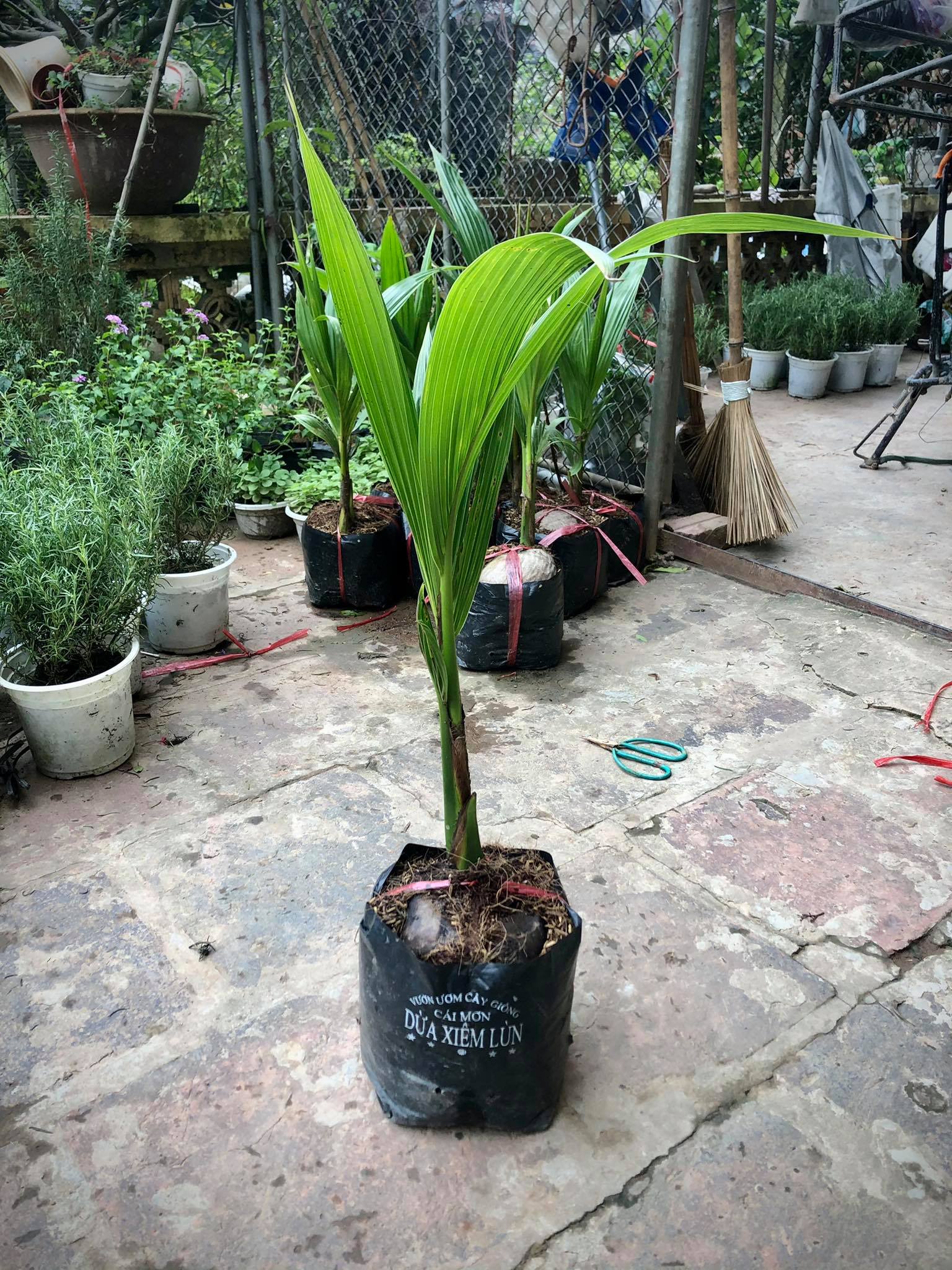 Cây dừa xiêm lùn xanh (ảnh thật)