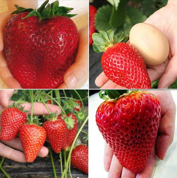 "Gói 50 "Hạt giống dâu tây đỏ khổng lồ [Seeds]