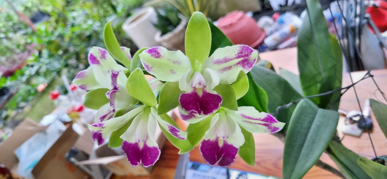 Giống Catt