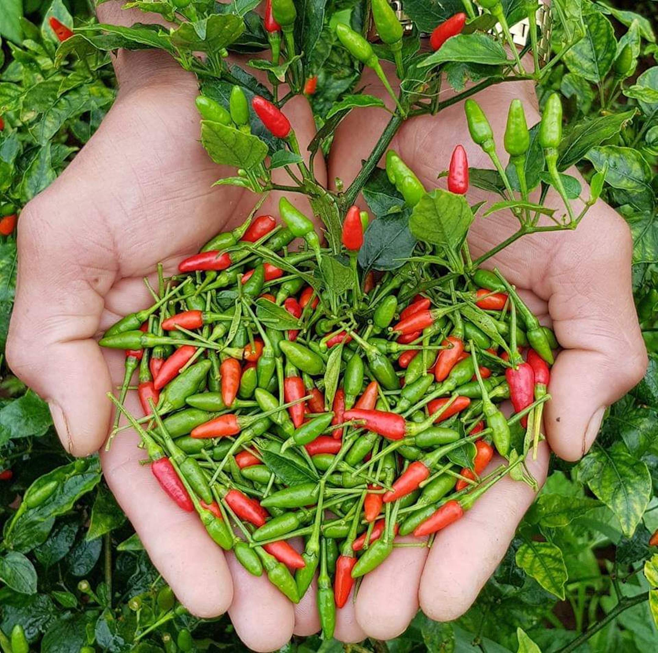 Hạt giống ớt xiêm rừng siêu trái