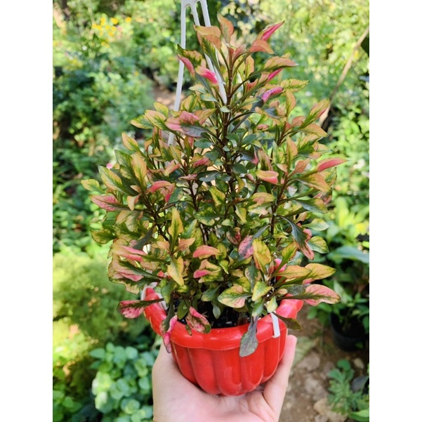 [FREESHIPMAX] Chậu cây kỉ đỏ- Shop đồng hồ và cây cảnh