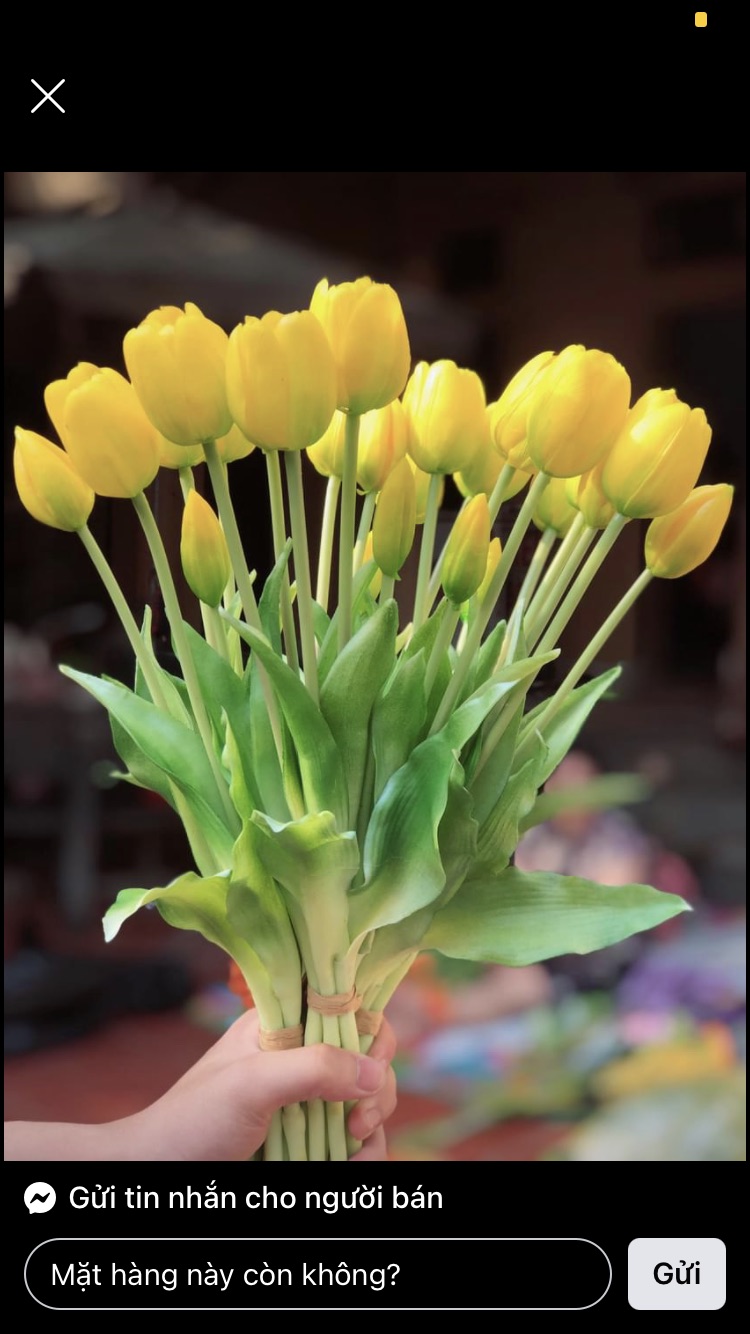 Bó hoa tulip cao cấp 3 bông 2 nụ