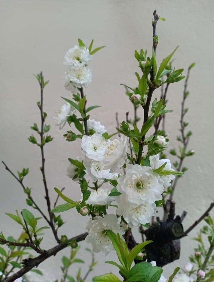 01 cây giống nhất chi mai 15cm, cây có bầu, nhiều rễ sống khỏe. . lh 0982 772 015