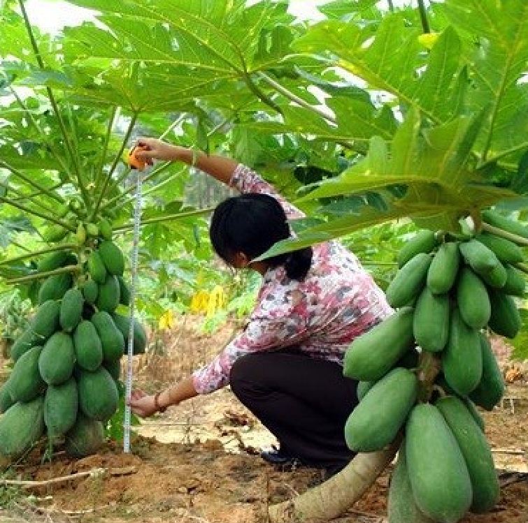 "Gói 20 Hạt " Hạt Giống Đu Đủ Siêu Ngọt Thái