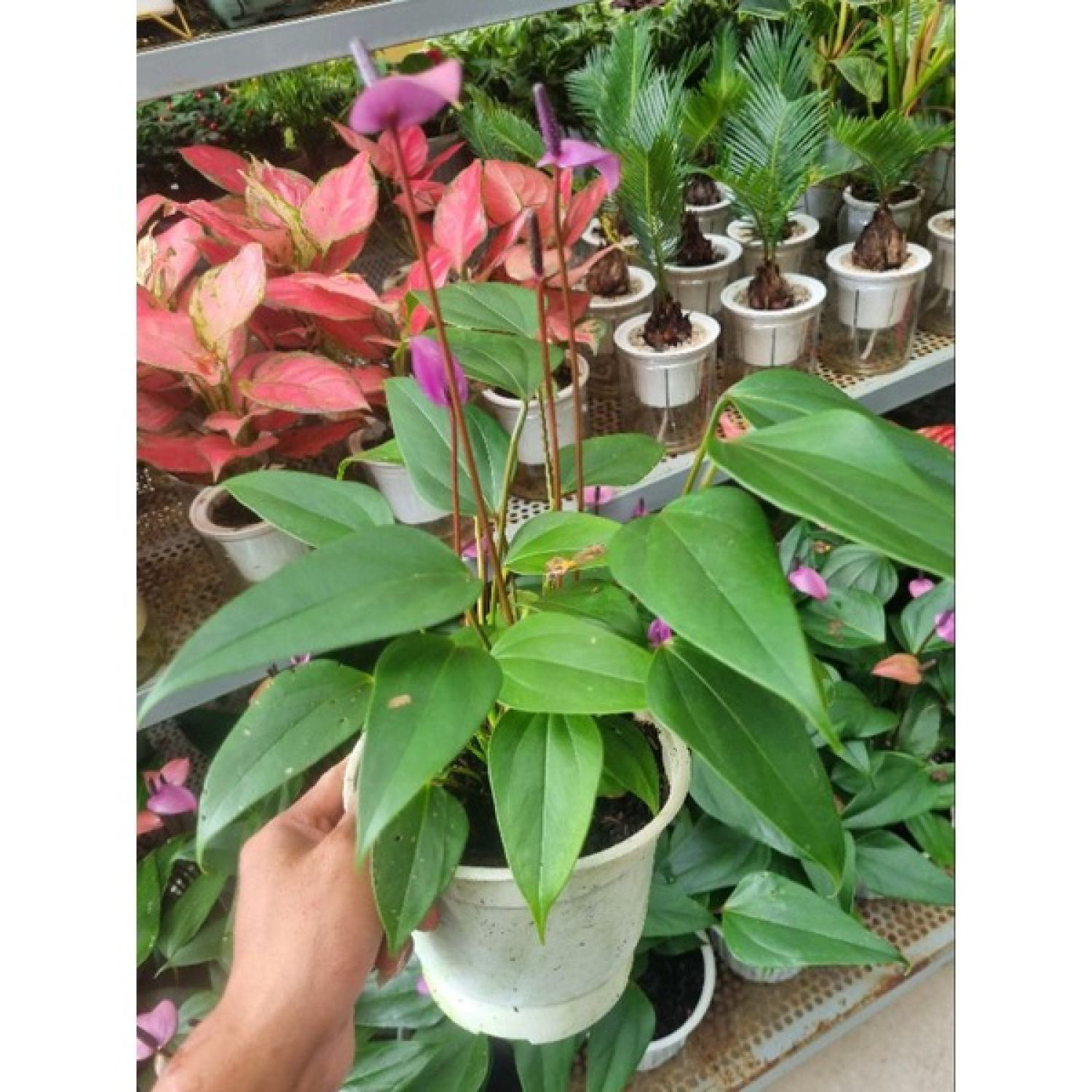 Chậu cây hồng môn tím (cây giống mới)