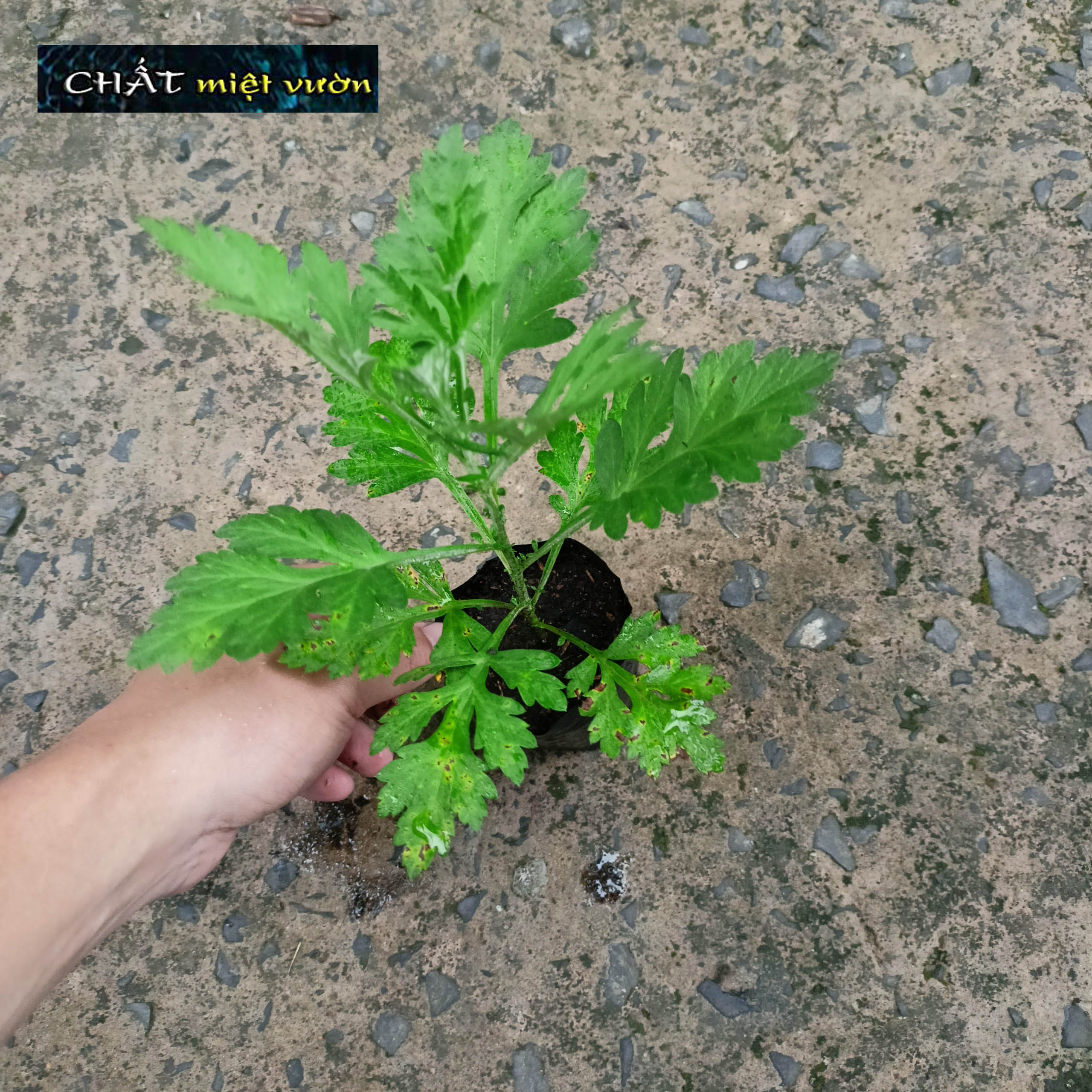 Cây giống ngải cứu - Cây thuốc nam (cây cao 20-35cm như hình)