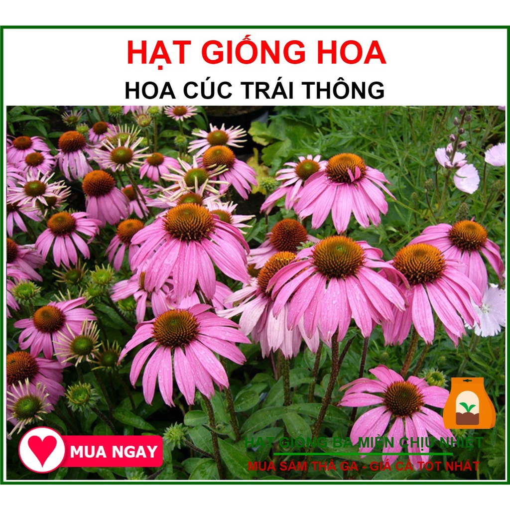 [Sen Vàng] Hạt Giống Hoa Cúc Trái Thông