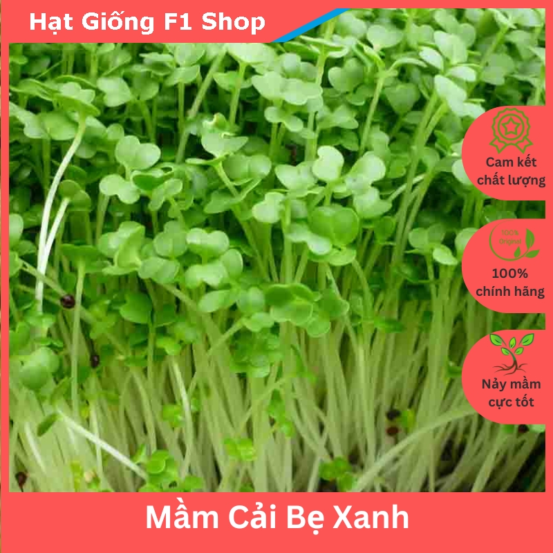 Hạt giống rau mầm cải bẹ xanh
