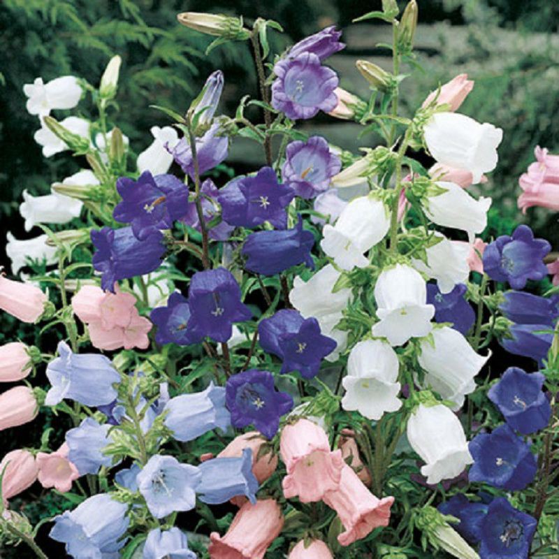 MJ371 GÓI 50 HẠT GIỐNG HOA CHUÔNG NHIỀU MÀU (HT) MỚI HÁI NẢY MẦM TỐT