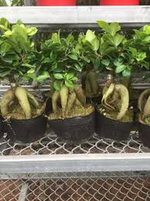 CÂY SANH LÙN NHẬT BONSAI MIMI