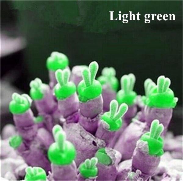[Mới] - Hạt giống tai thỏ mix  giá rẻ