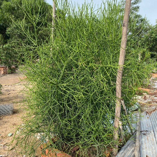 CÂY GIAO - CÂY XƯƠNG CÁ