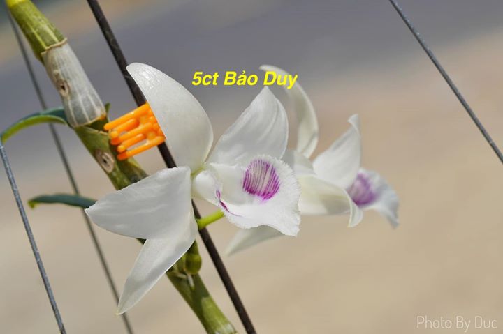 Lan Phi Điệp 🍀FREESHIP🍀 5 Cánh Trắng Bảo Duy [ Cây Giống ]