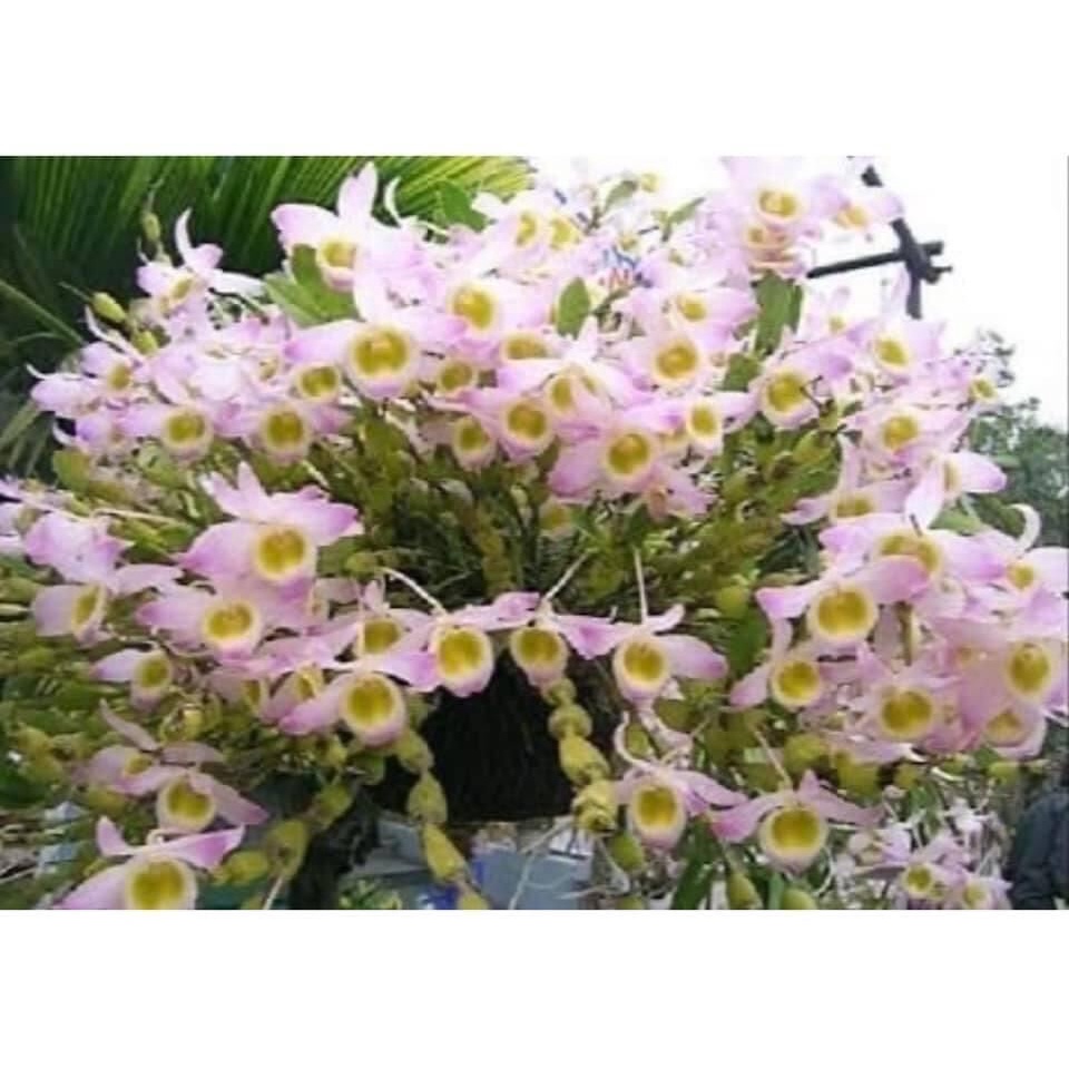 Hoa Lan  chuỗi ngọc(1 bó)
