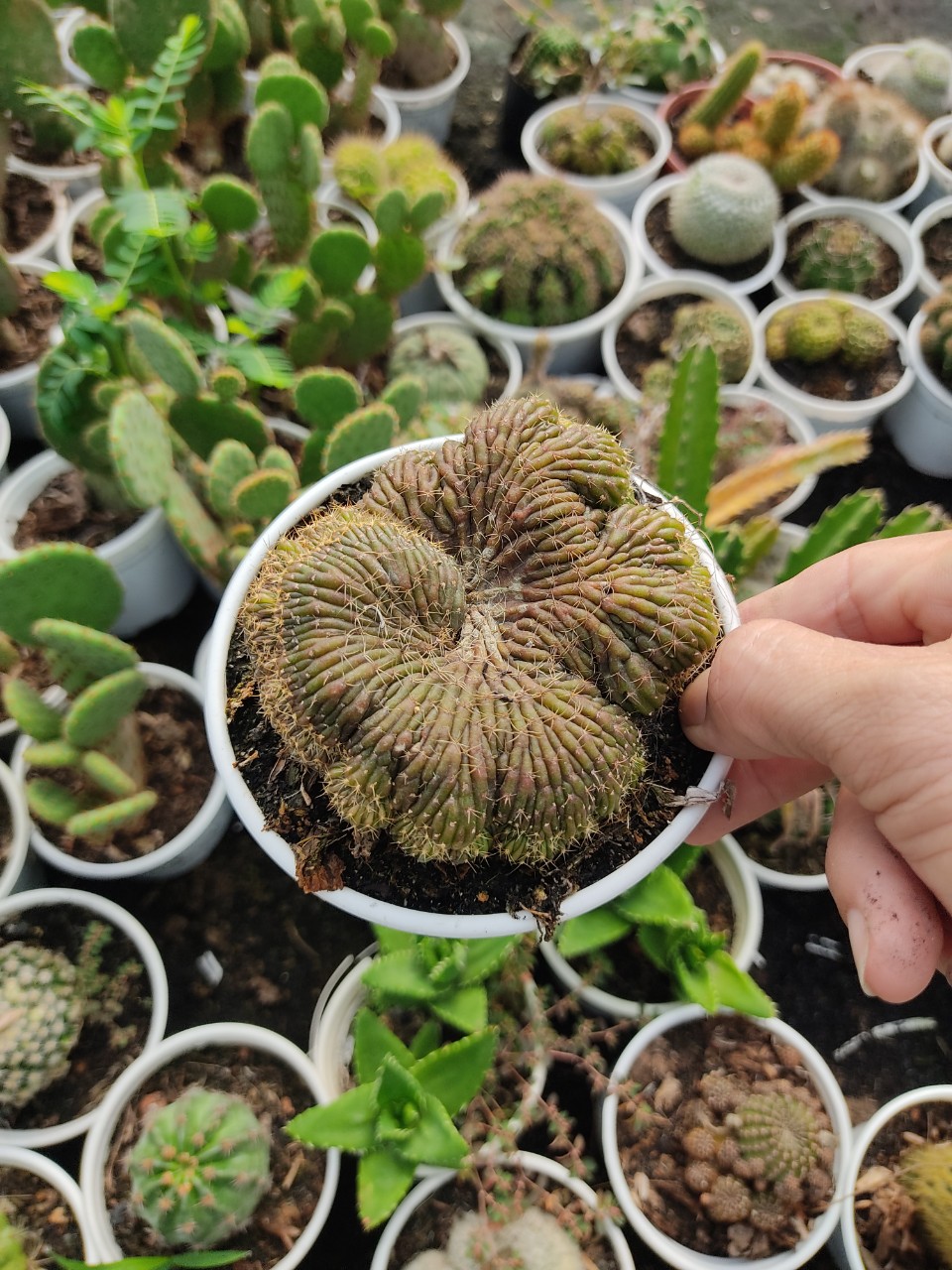 Xương rồng LOBI CREST size chậu (10cm)