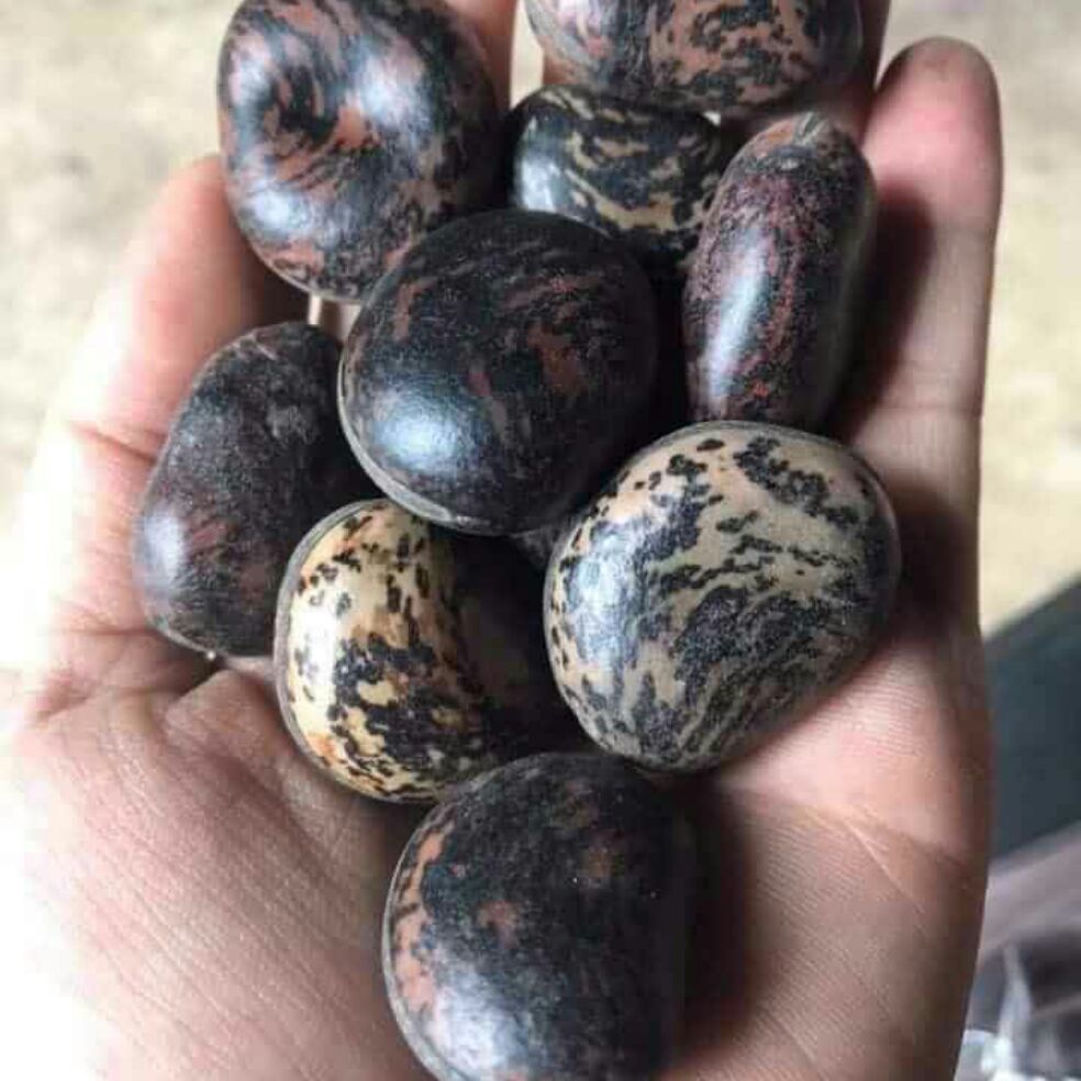 1KG HẠT ĐẬU LÀO