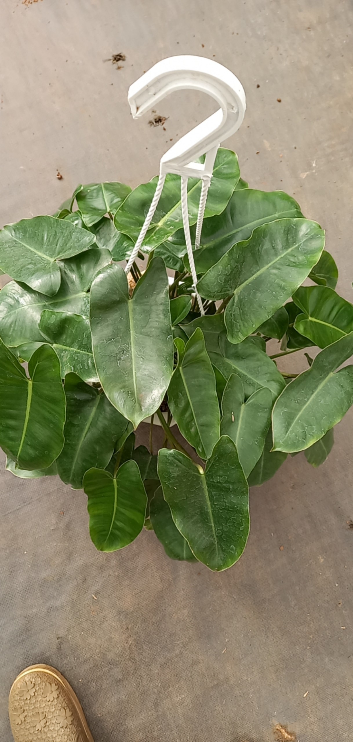 Trầu bà tỷ phú chậu treo -Epipremnum aureum.