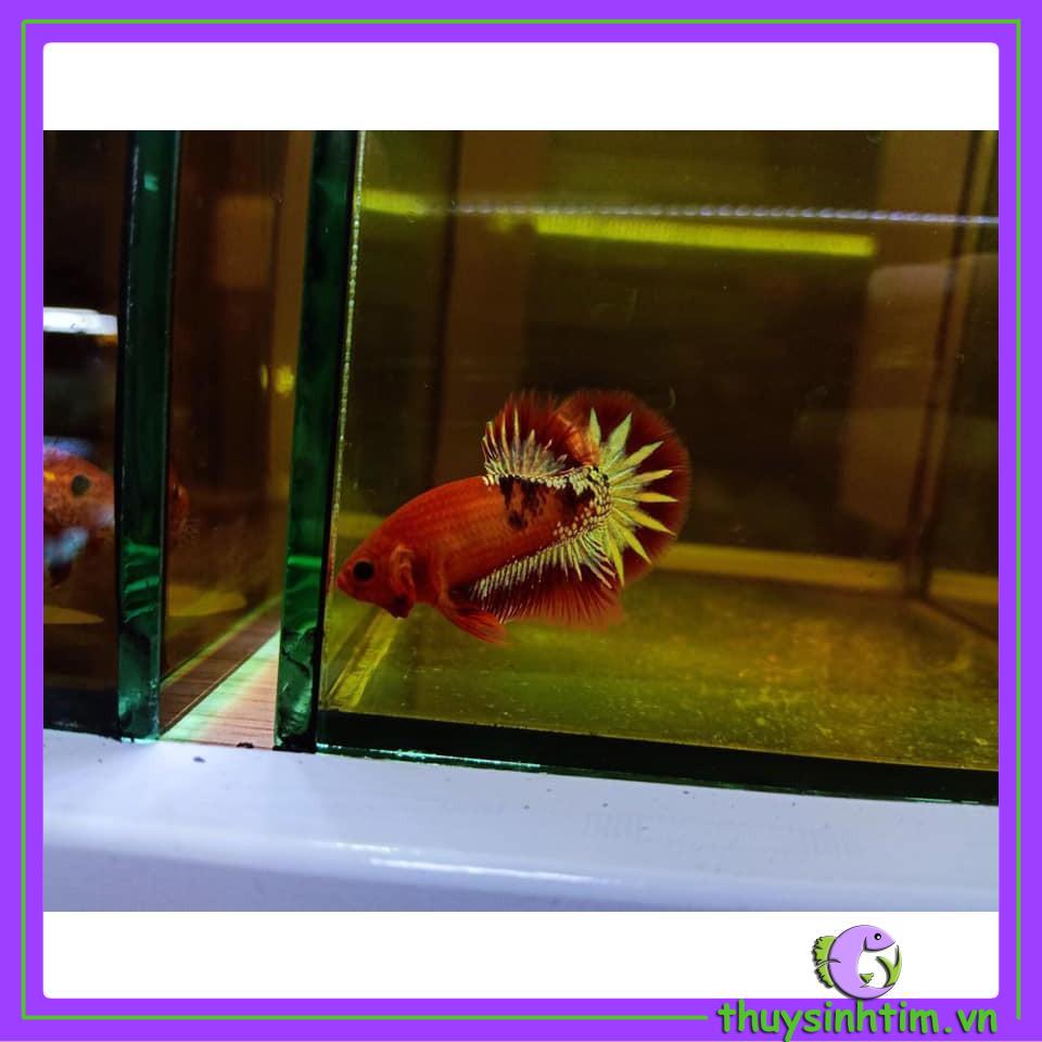 Sản Phẩm Dưỡng Lành Betta Thái Lan