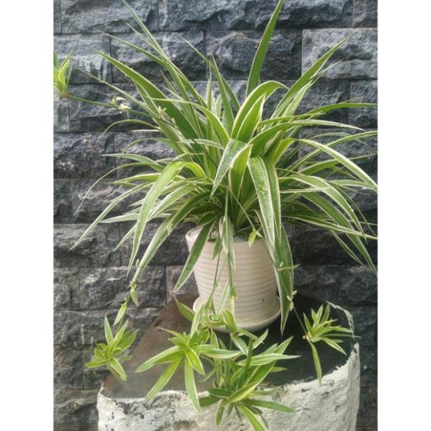 CHẬU CÂY CẢNH LAN CHI( CÂY MẪU TỬ,CÂY DÂY NHỆN) ĐẸP NHÀ