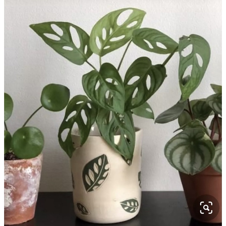 Cây Monstera adansonii Five Holes (Trầu Bà Lỗ, Quái Vật Lỗ) chậu nhựa