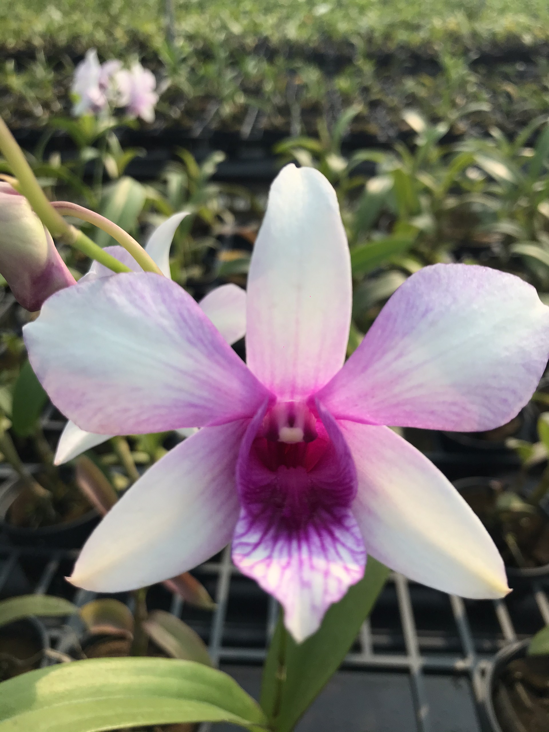 Lan Dendro nắng xưa Alba Lai