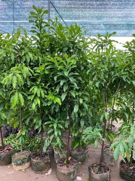 Cây giống vú sữa Hoàng Kim