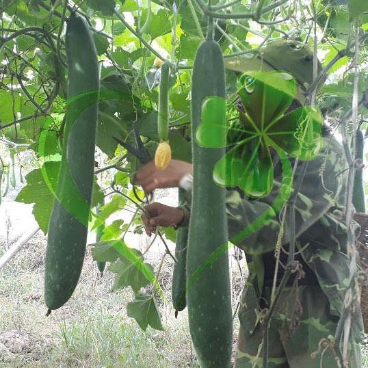 Hạt giống bí đao chanh, bí sặt - gói 1 gram