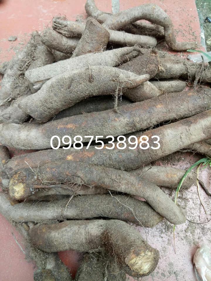 củ gai tươi an thai 1kg