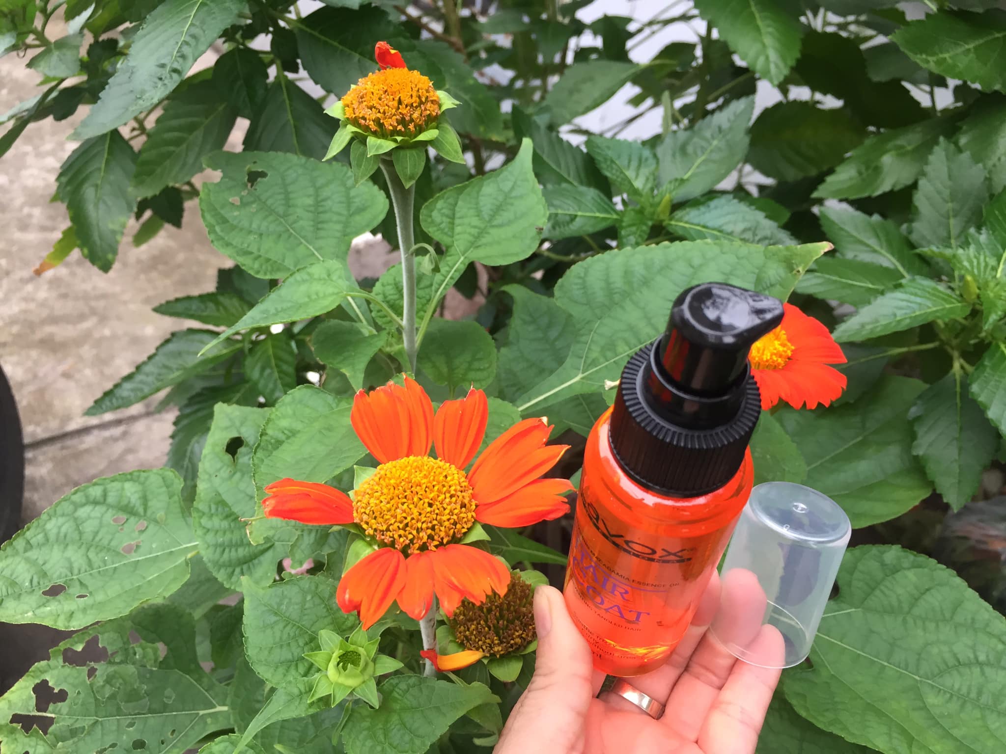 Chai xịt Dầu bóng tóc Lavox 80 ml