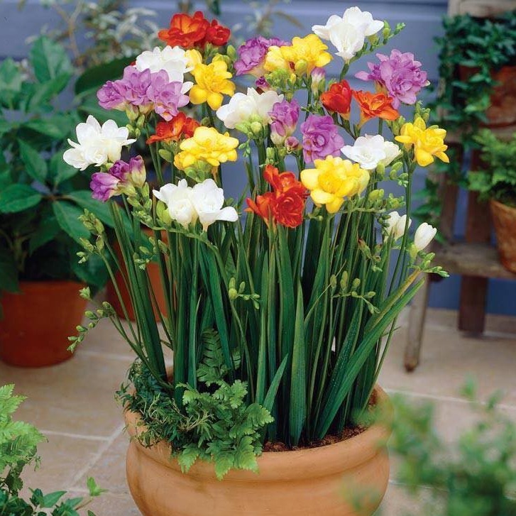 Bộ 6 củ giống hoa lan nam phi nhiều màu ( kèm 6 viên nén ươm củ )
