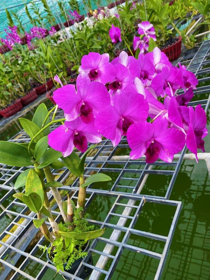 HOA LAN DEN LAI HỒ ĐIỆP TÍM
