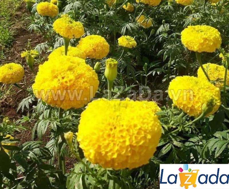 10h hạt giống hoa cúc vạn thọ cao vàng sai bông f1 tg71