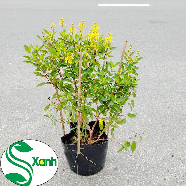 Cây Kim Đồng Hoa Vàng