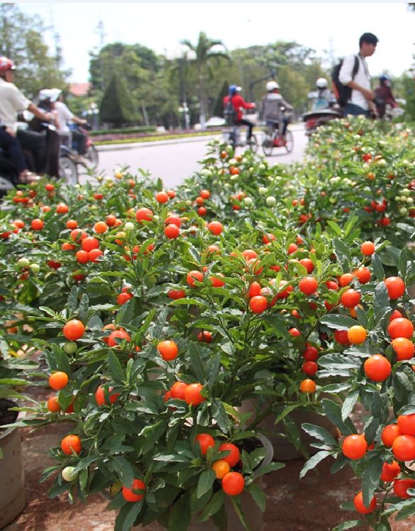 Hạt giống Ớt kiểng quả tròn - Gói 30 Hạt