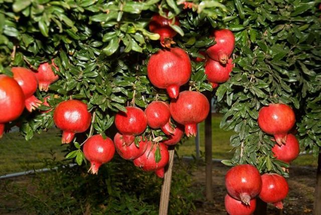 Cây Giống Lựu Đỏ ai cập