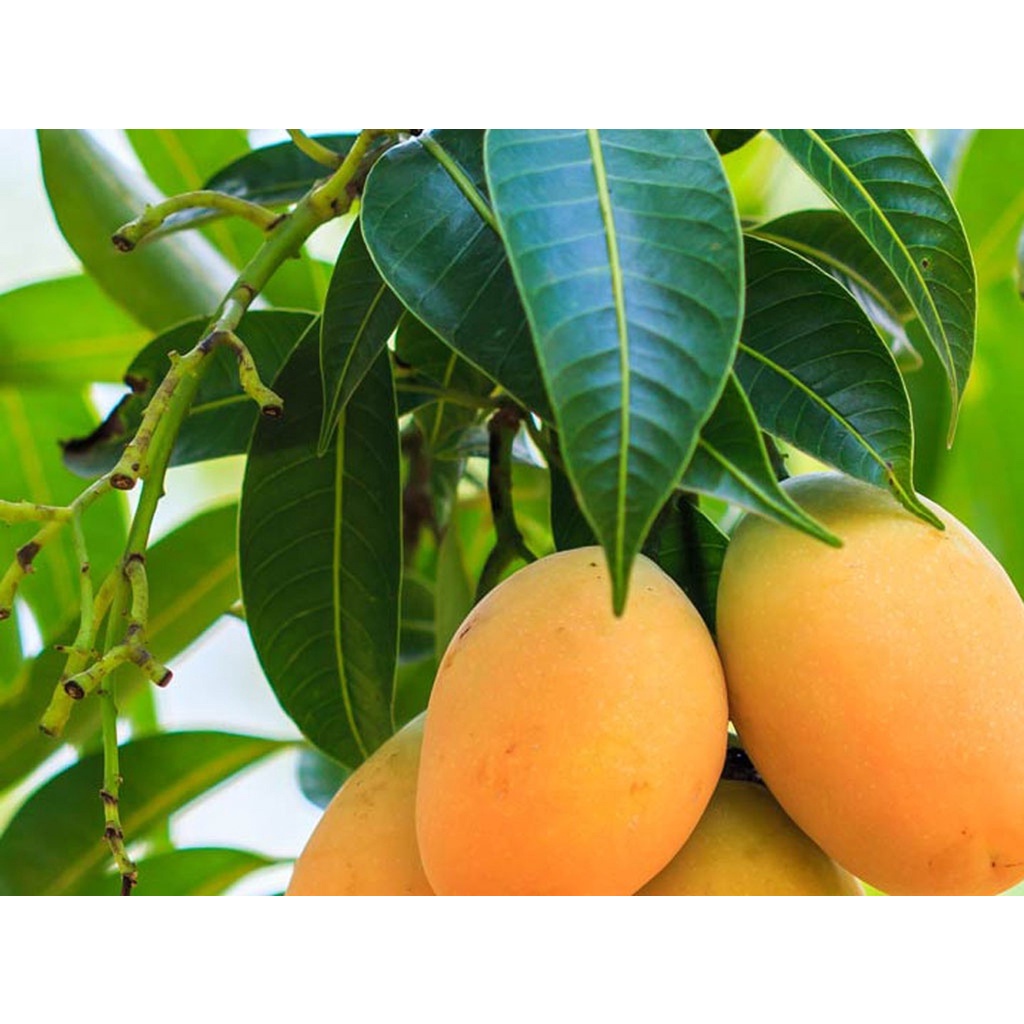 CÂY GIỐNG XOÀI THANH CA.[ CÂY GHÉP CHO QUẢ SỚM]