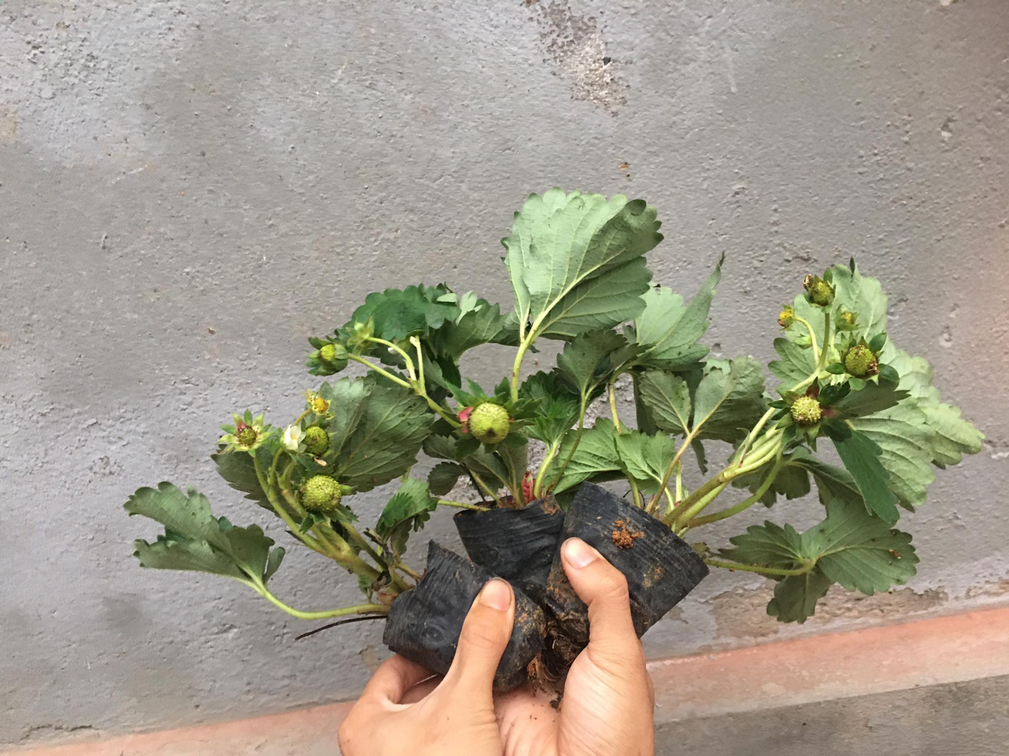 ( đang quả) Combo 3 Bầu dâu tây đang có quả non và hoa