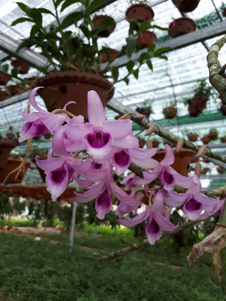 phi điệp(giả hạc) tím hòa bình