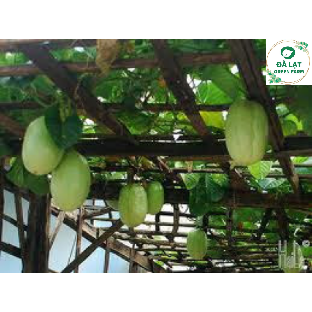 🥒5H_HẠT GIỐNG DƯA GANG TÂY🥒