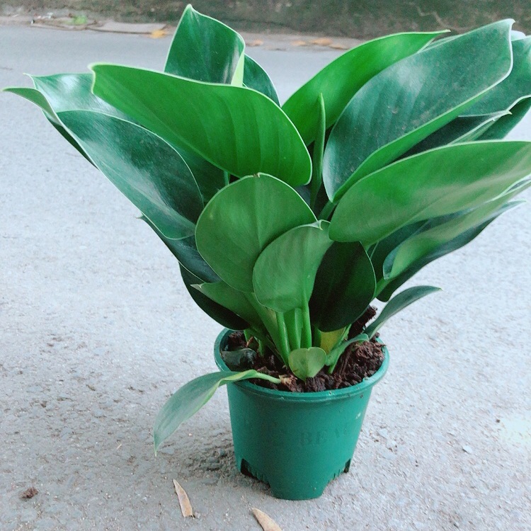 Trầu bà đế vương xanh