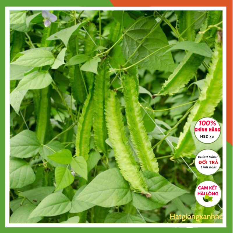 Hạt giống đậu rồng leo cao sản, kháng bệnh tốt, dễ trồng