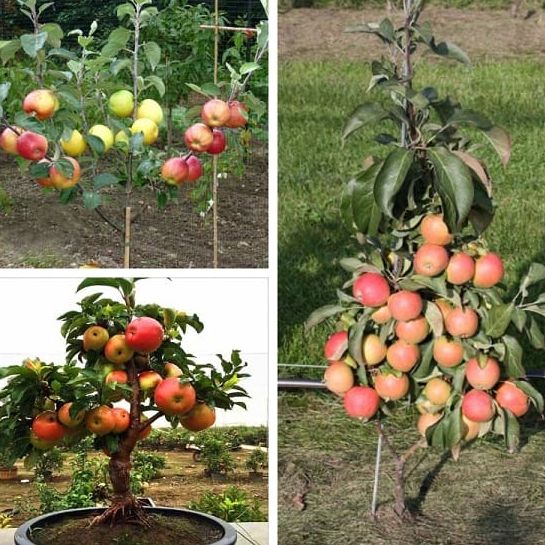 Hạt giống cây táo đỏ lùn dễ trồng-Gói 10 hạt