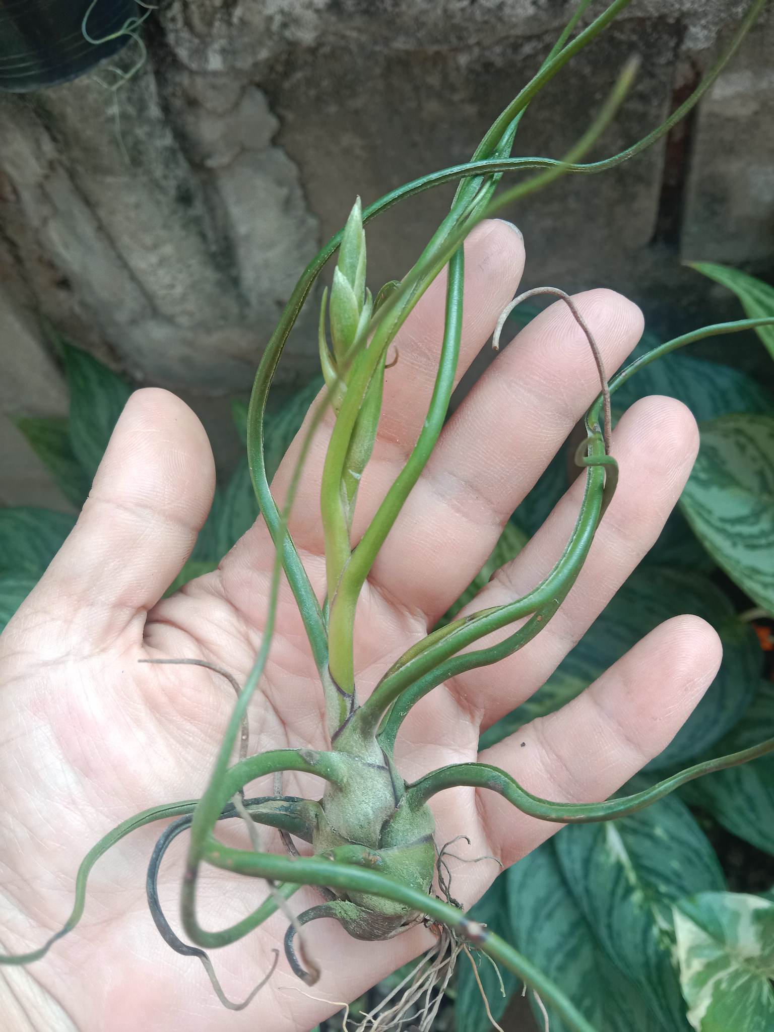 Cây không khí Nhân sâm Balbusa(Size lớn)