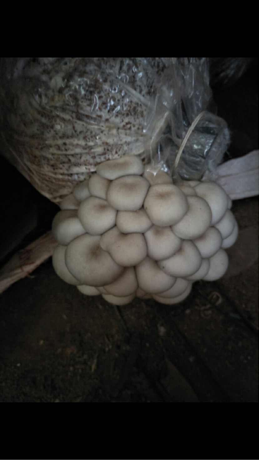nấm sò thái lan