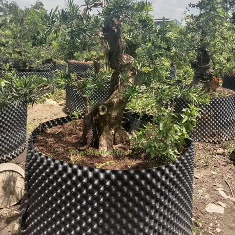 Bầu ươm cây công trình, bầu ươm cây thông minh cao 60cm